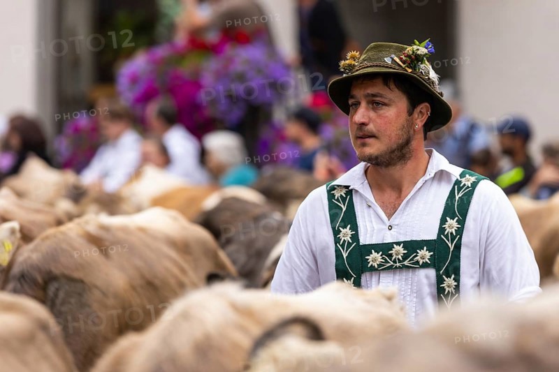 Alpine herdsman leading Alpine cattle