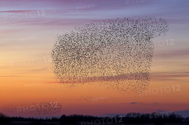 European starling