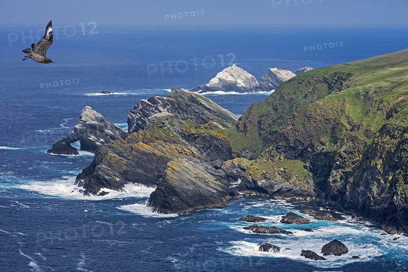 Great skua in flight and spectacular coastline with sea stacks and cliffs