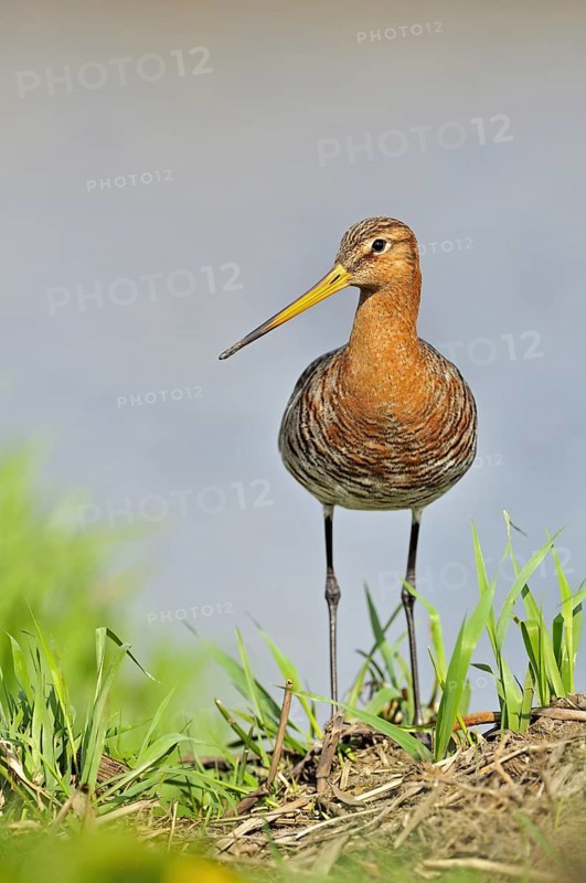 Black-tailed godwit