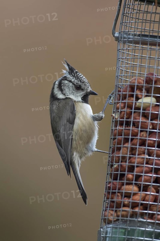 European crested tit