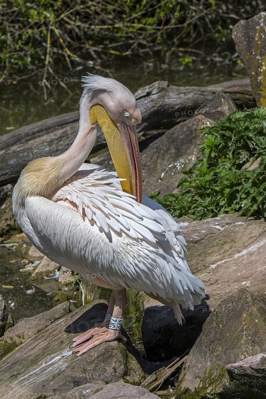 Great white pelican