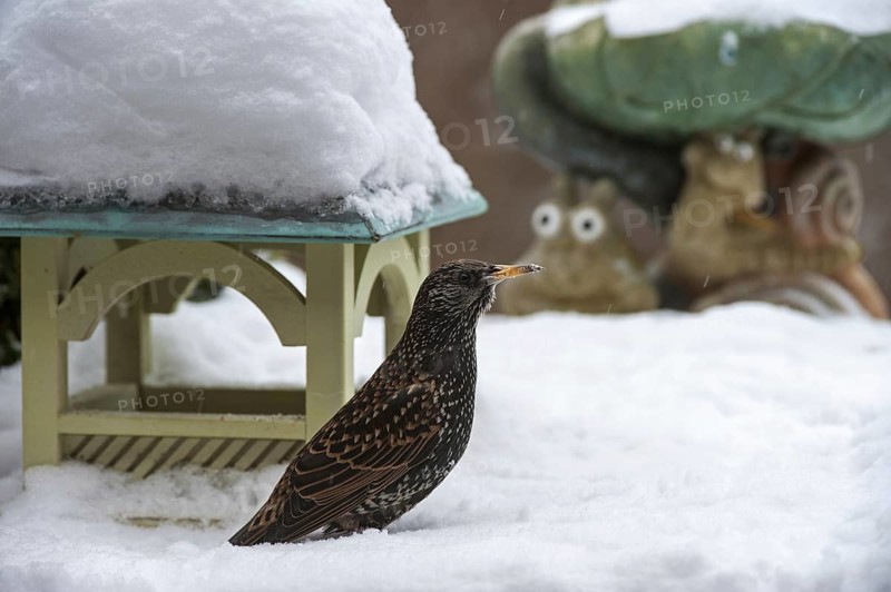 Common Starling