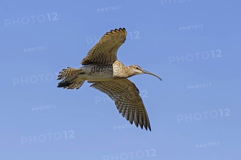 Eurasian whimbrel