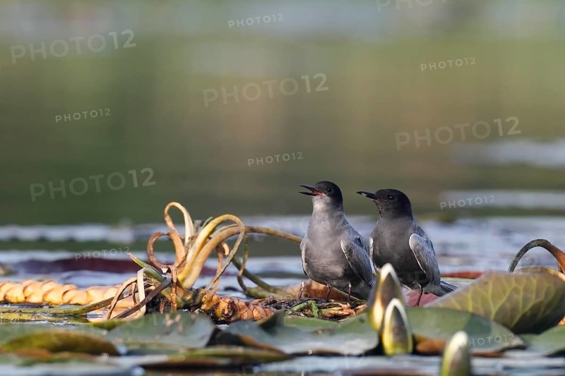 Black Tern