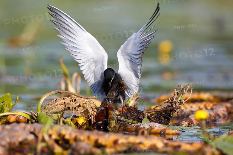 Black Tern