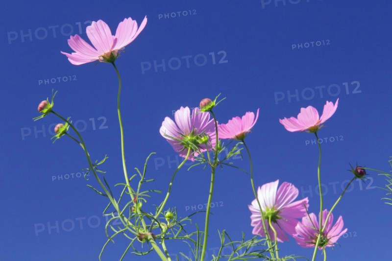 Cosmos