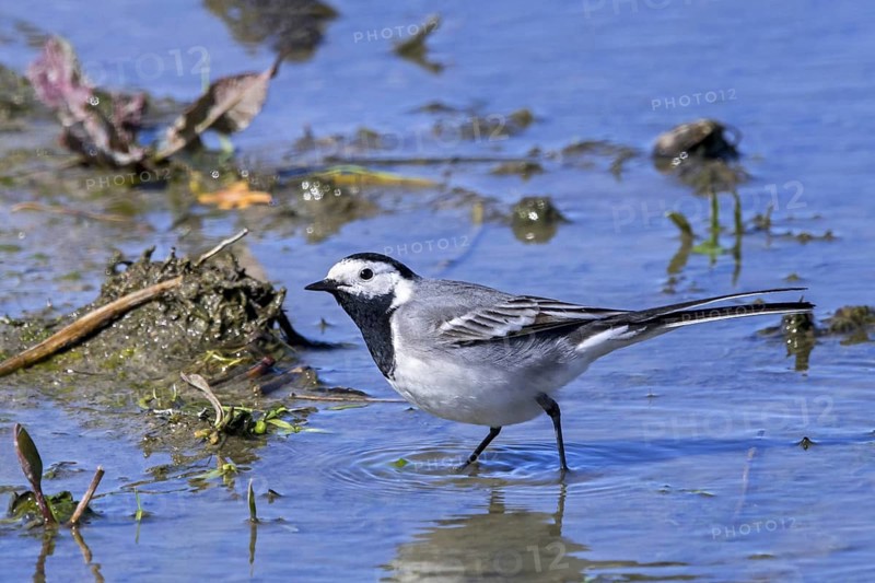 White wagtail