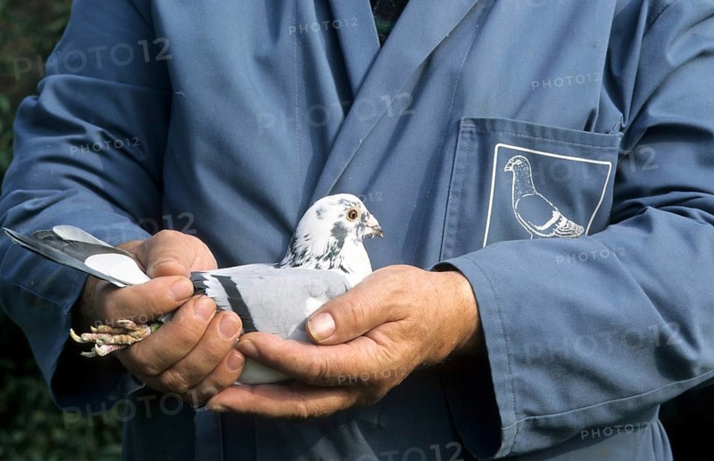 Pigeon