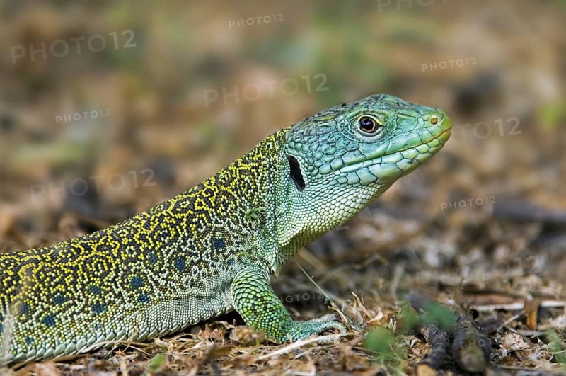 Ocellated lizard