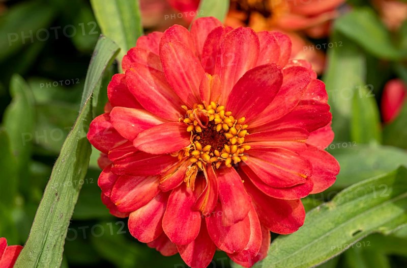 Garden dahlia