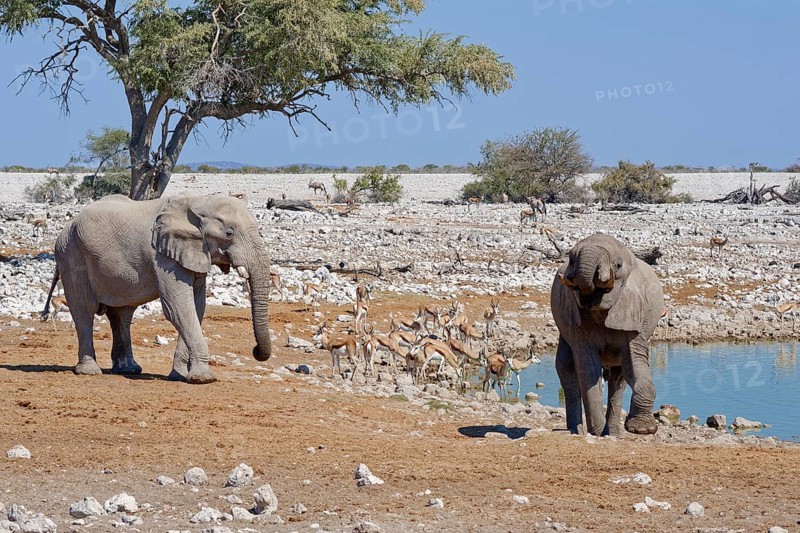 African bush elephants