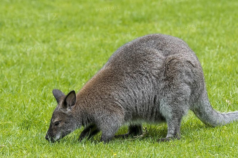 Red-necked wallaby