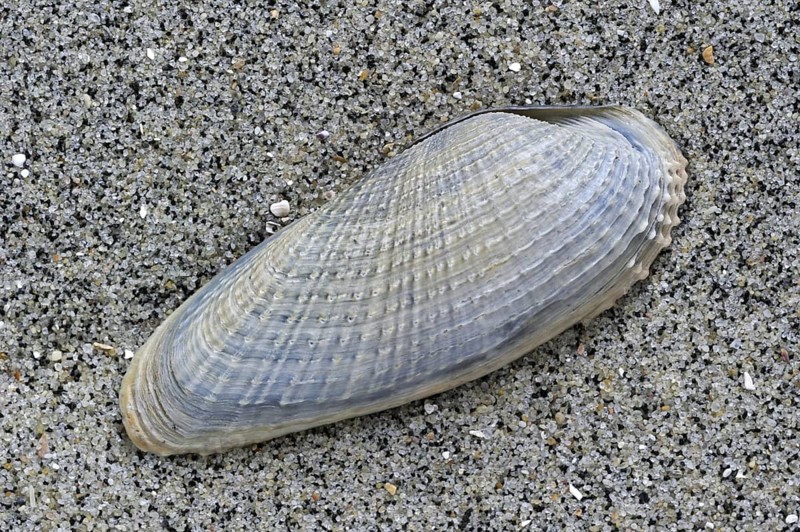 White piddock