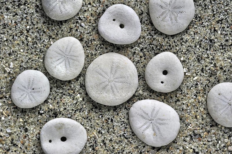 Pea urchin
