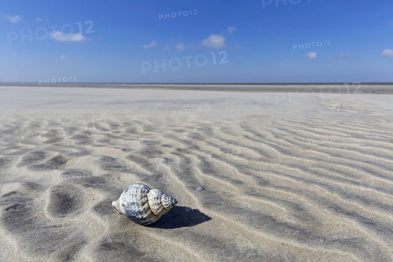 Common whelk