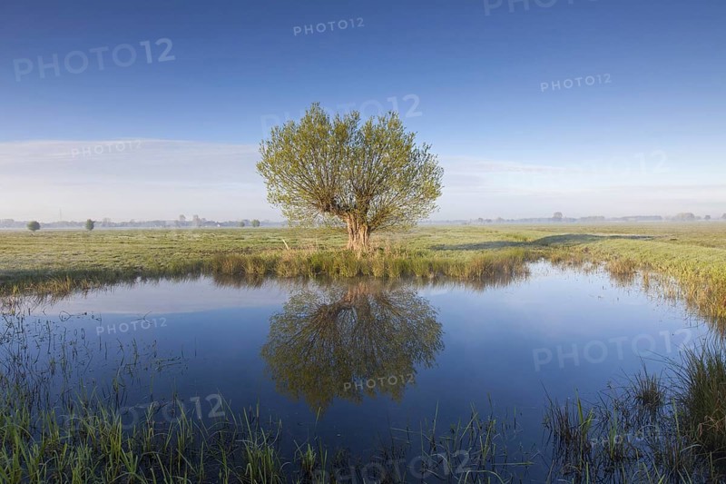 White willow