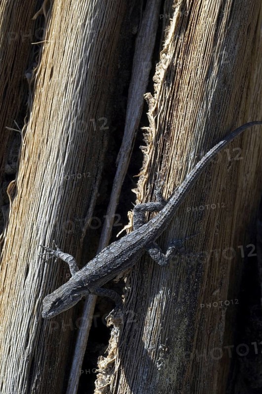 Ornate tree lizard