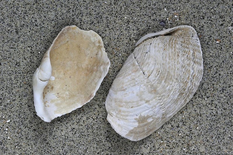 Great piddock