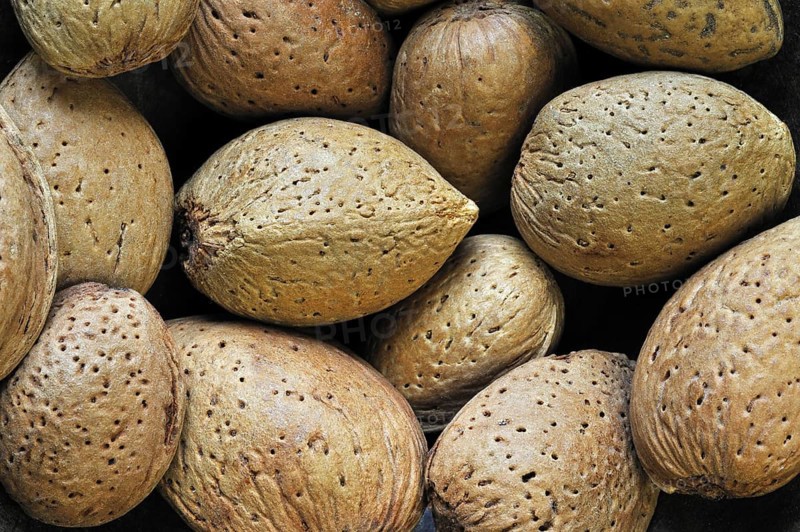 Harvested unshelled almond nuts
