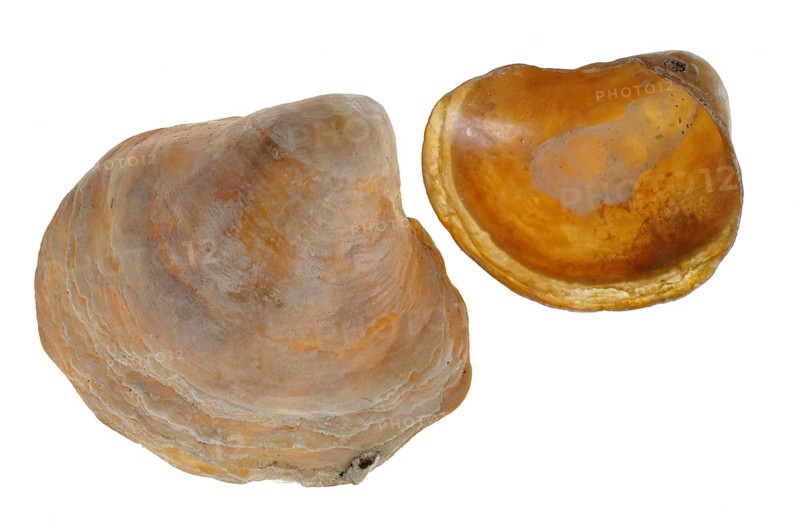 Saddle oyster
