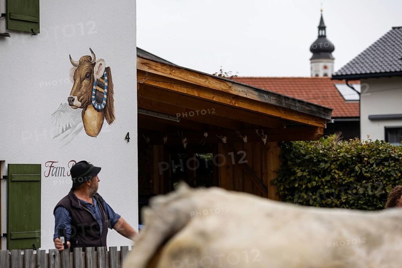 Alpine cow in front of Hanswand with painting