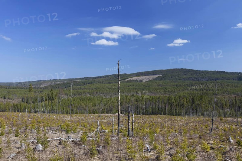Reforestation by planting saplings in cleared coniferous forest in Dalarna