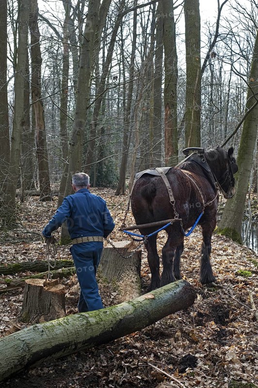 Forester dragging tree-trunk from forest with Belgian Draft horse