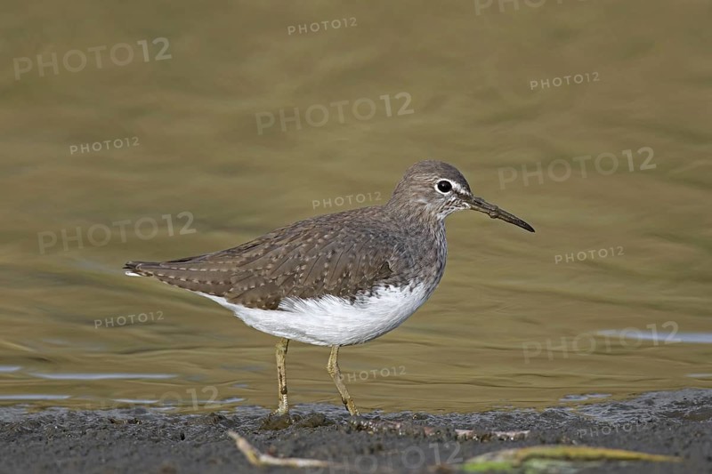 Wood sandpiper