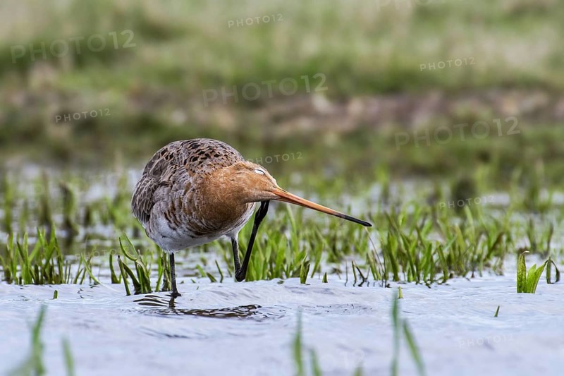 Black-tailed godwit