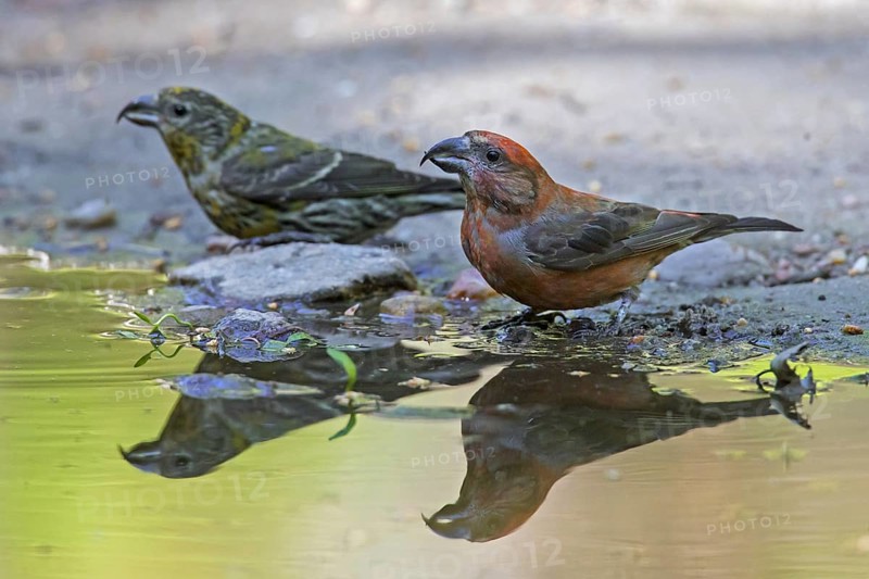 Red crossbill