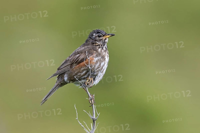 Redwing