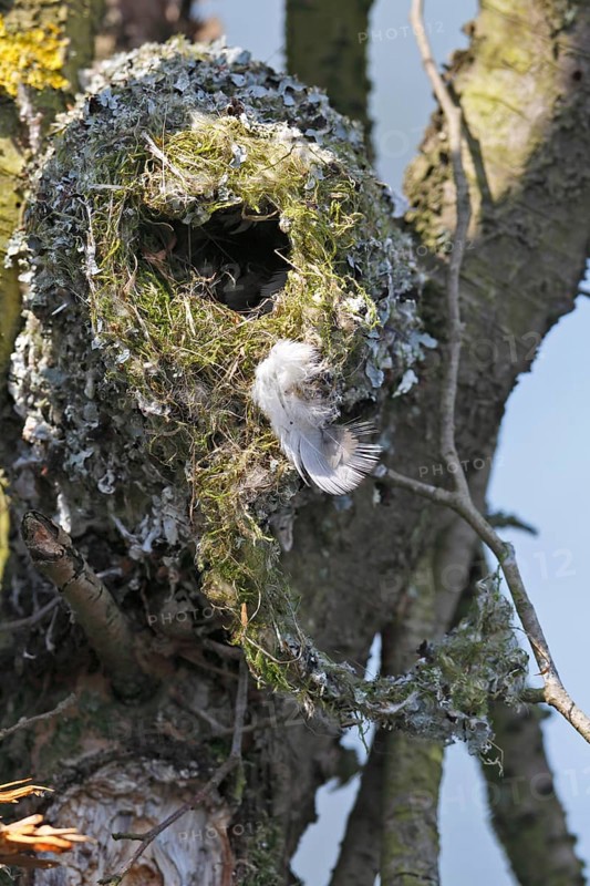 Long-tailed tit