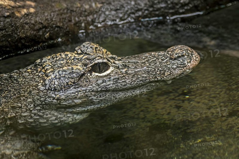 Chinese alligator