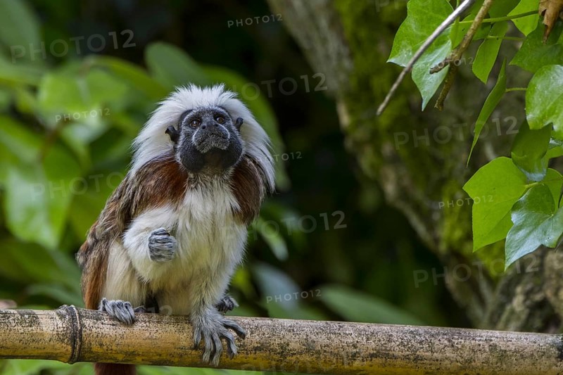 Cotton-top tamarin