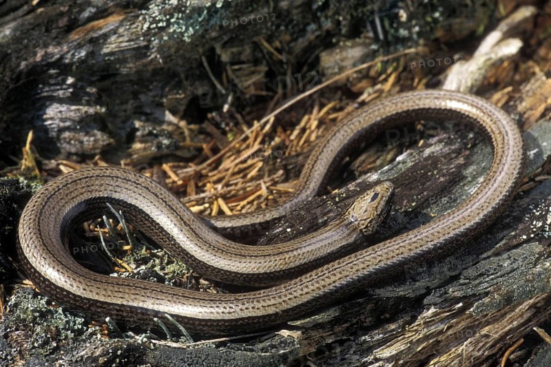 Slow worm