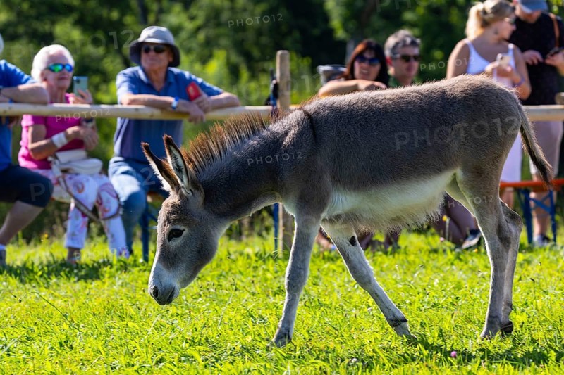 Donkey foal