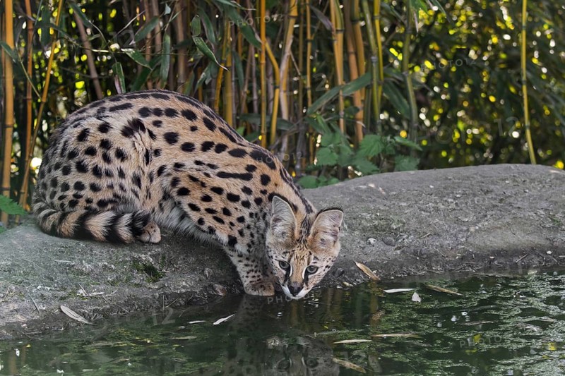 Serval