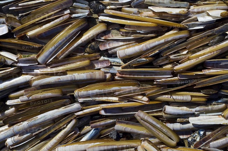 Mass of Atlantic jackknives
