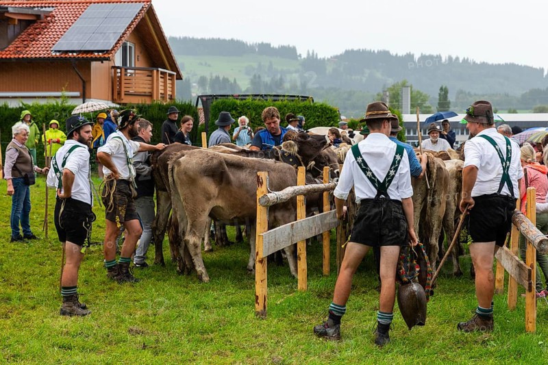 Alpine herdsmen on the pasture