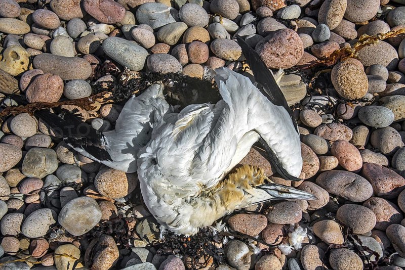Dead northern gannet