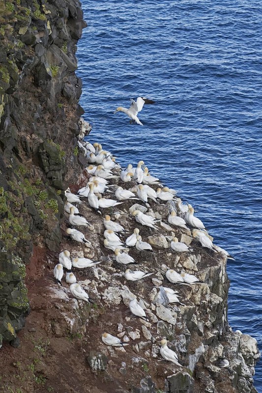 Northern gannets