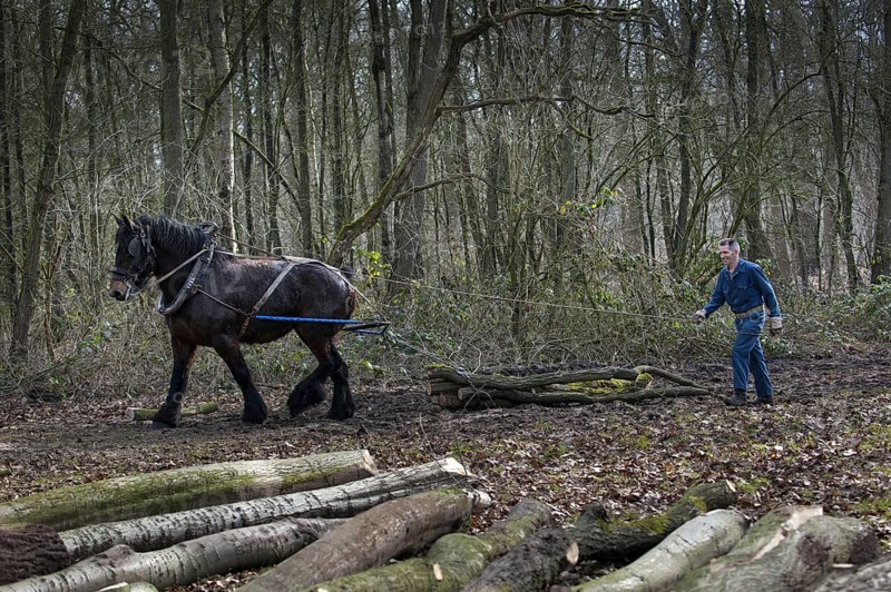 Forester dragging tree-trunk from dense forest with Belgian Draft horse