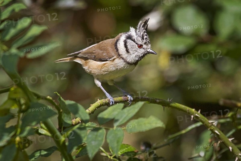 European Crested tit