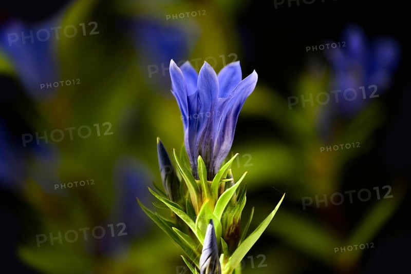 Flowering gentian