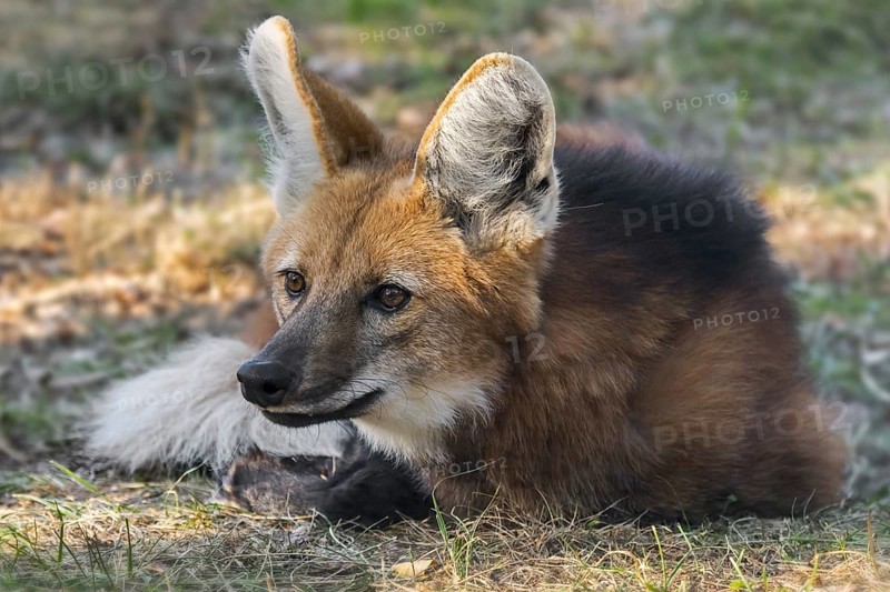 Maned wolf