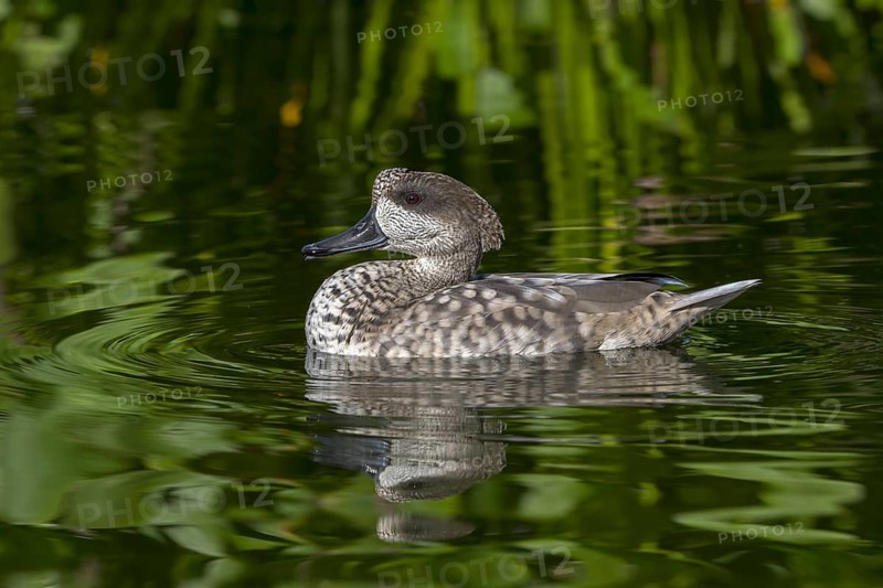 Marbled duck