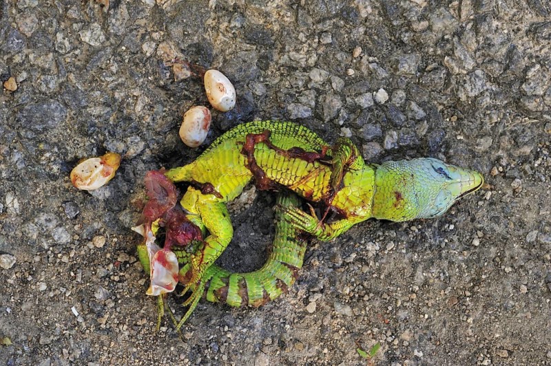Western Green Lizard