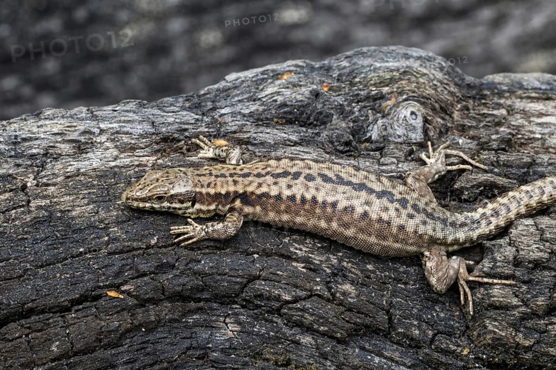 Common wall lizard