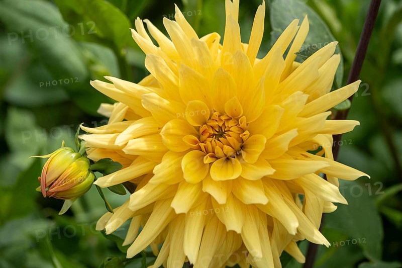 Dahlia Lady Lapita